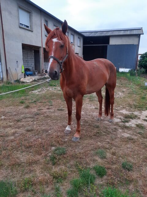 cheval hongre PP 3000 31530 Bretx