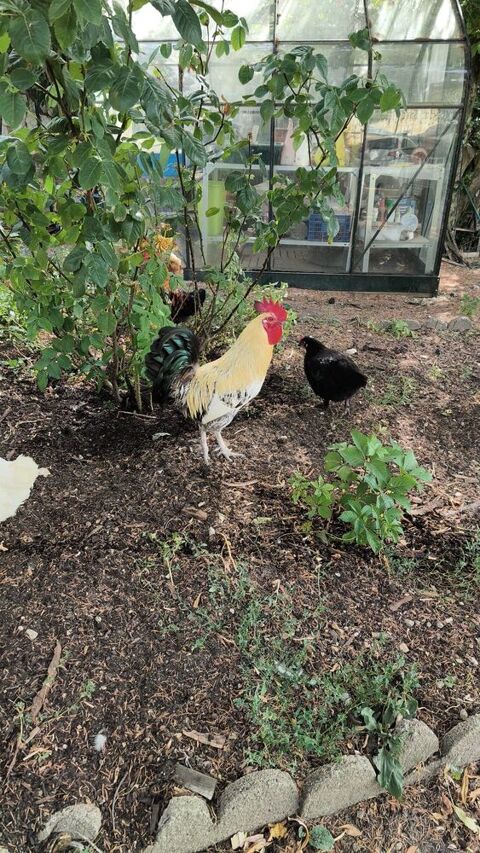 Coq Seuilly 10 37500 Seuilly