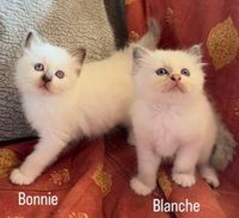   Adorables chatons LOOF Sacré de Birmanie  
