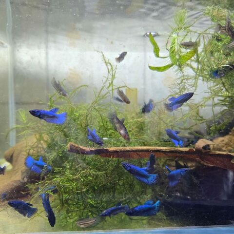 Bettas Splendens Halfmoon 10 91600 Savigny-sur-orge