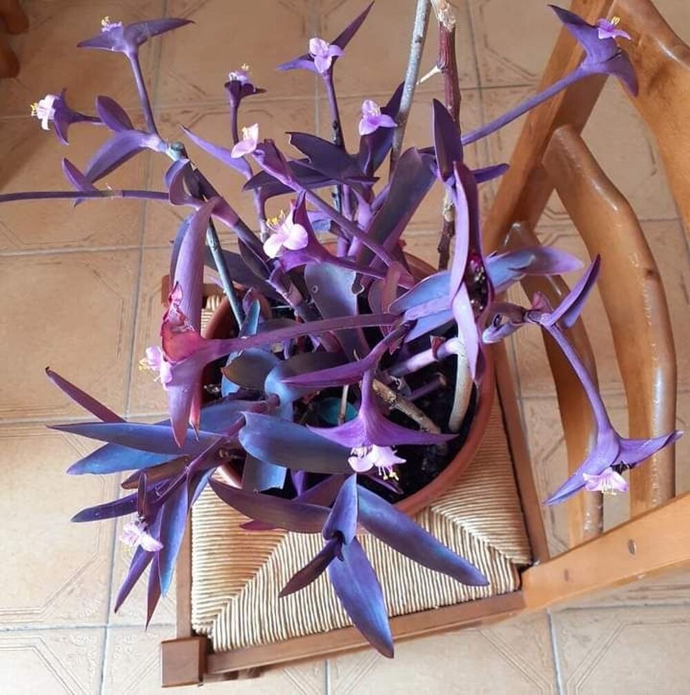 a vendre Jardin