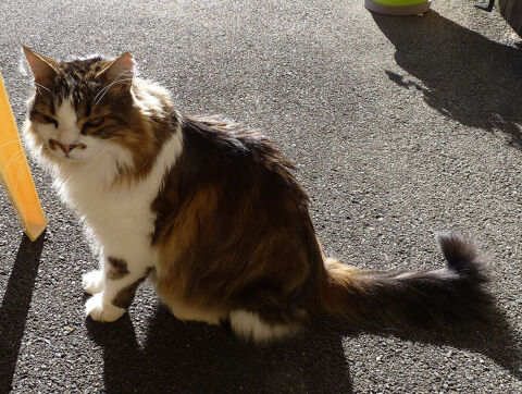 Perdu chat type croisé norvégien  "FRIPOUILLE" 0 25210 Les fontenelles