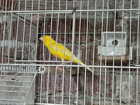 MALE CANARI RAZA JAUNE 2024 20 95170 Deuil-la-barre