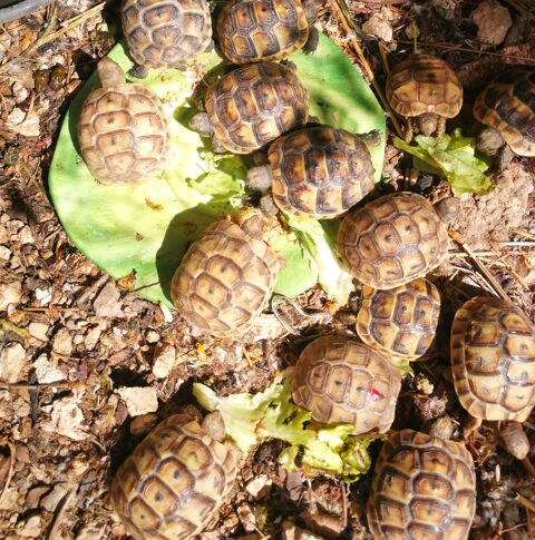 Bb tortues 50 30000 N�mes