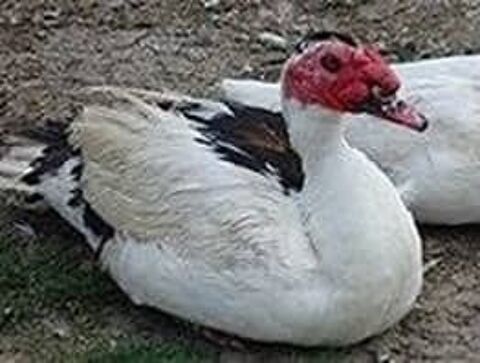 Jeunes Canards de Barbarie de 7 Mois; 25 58240 Chantenay-saint-imbert