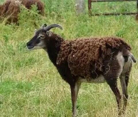 Moutons adultes type SOAY 90 02800 La fre