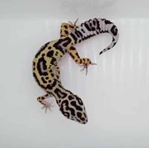   Geckos léopards juvéniles 