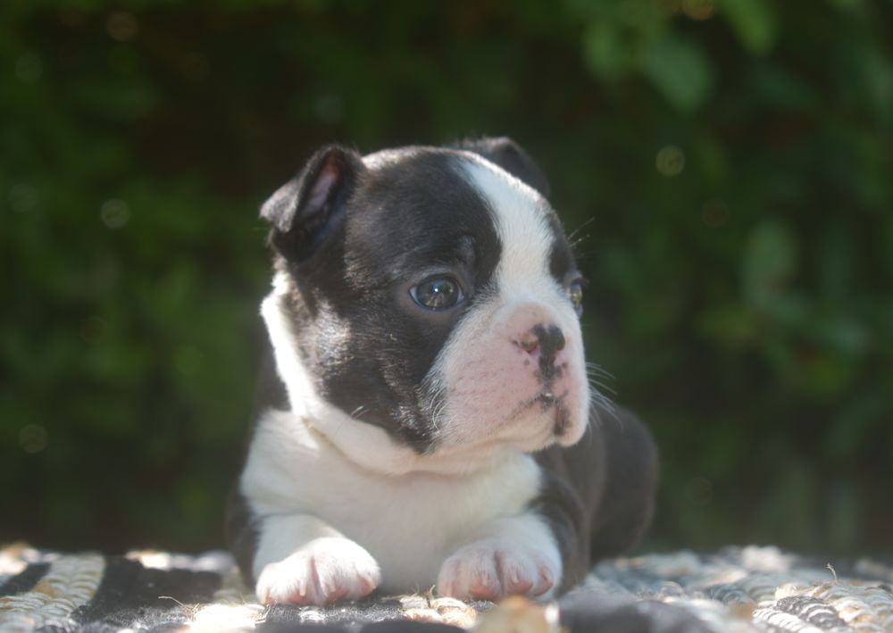   3 filles et 3 garçons chiots LOF Bostons terriers à réserver 