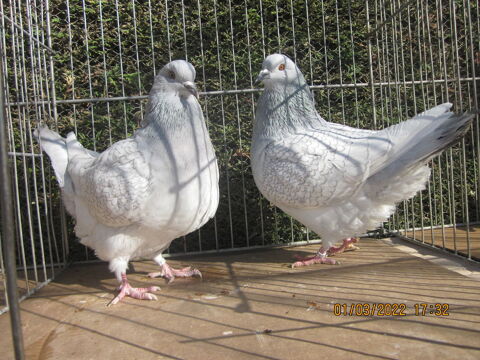 Pigeon pure race 50 32600 L'isle-jourdain