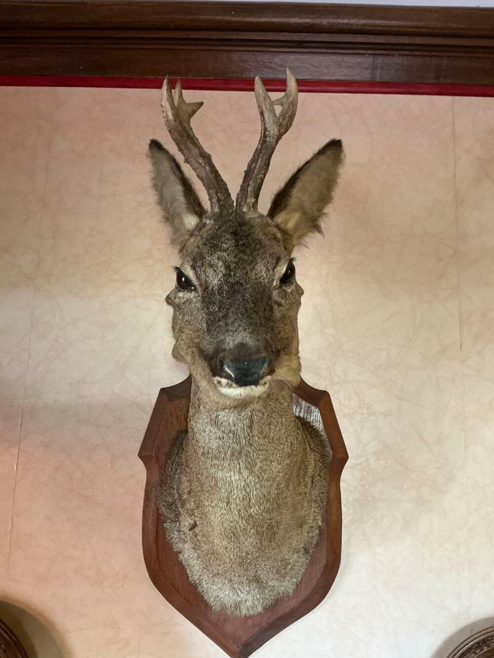 Superbe cerf empaill&eacute; , mont&eacute; sur une plaque en bois verni Décoration