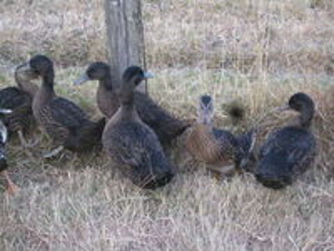    canards colverts de 5 mois 