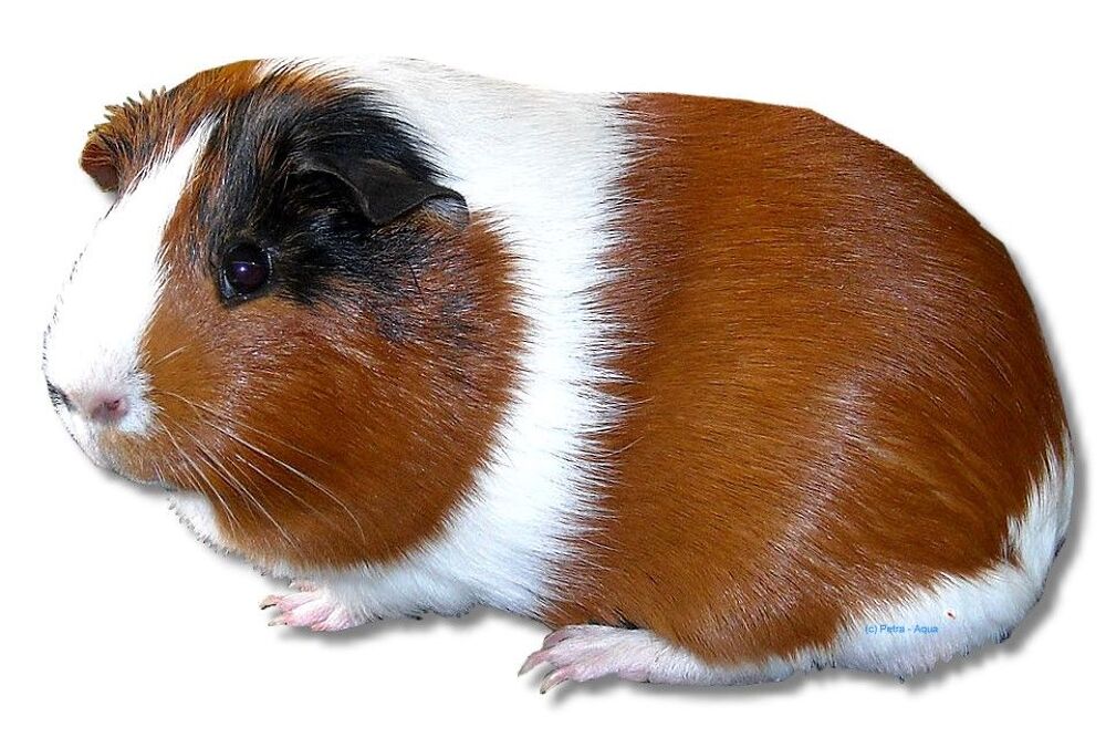   Cochons d'Inde 