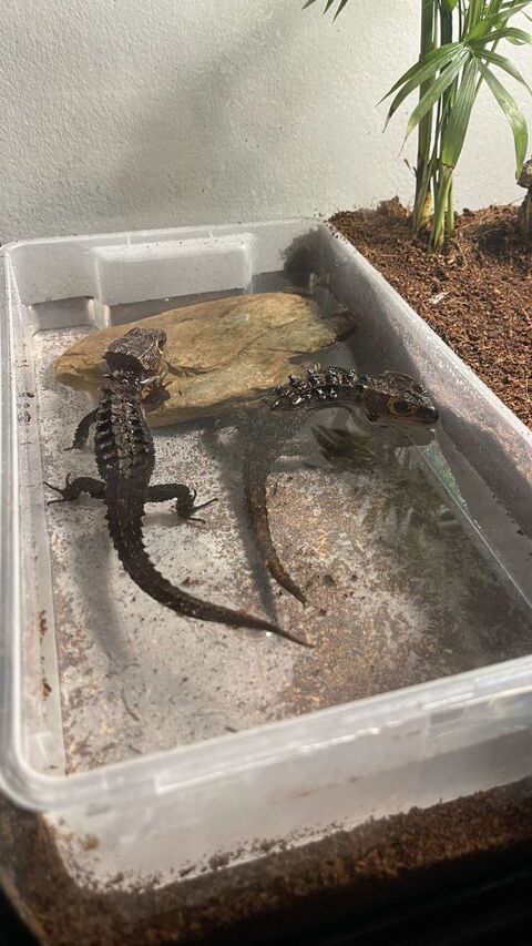 L&eacute;zard femelle 120 83260 La crau