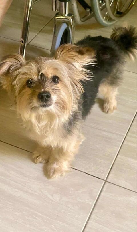 TIGROU   actuellement au refuge en EGYPTE 0 75018 Paris