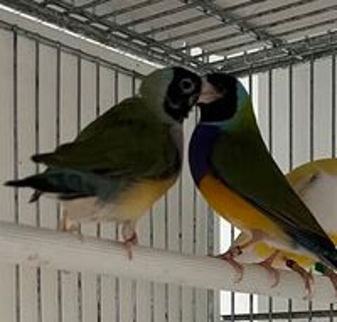   Oiseaux exotiques : Diamant de Gould 