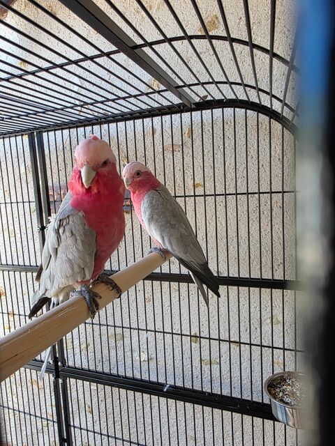 couple de rosalbin perroquet 1400 La Chapelle-Montmartin (41)