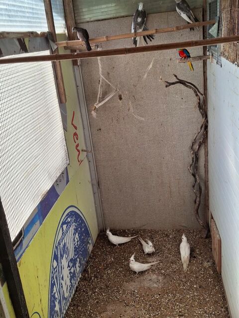 calopsite blanche et une panach&eacute; et m&acirc;le caille chine 20 85340 Les sables-d'olonne