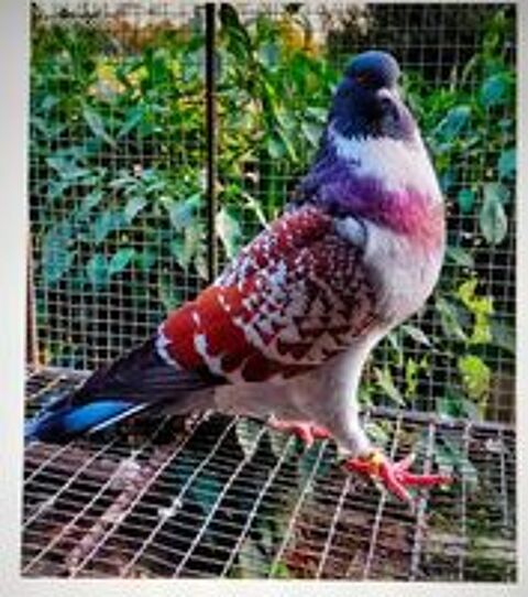   Pigeons cauchois  