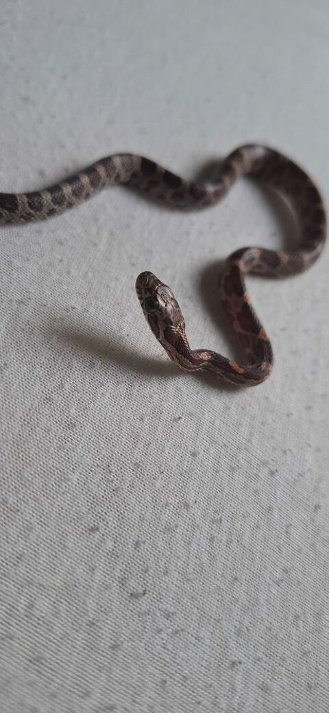 Serpent des blés Juvénile 30 59148 Flines-lez-raches
