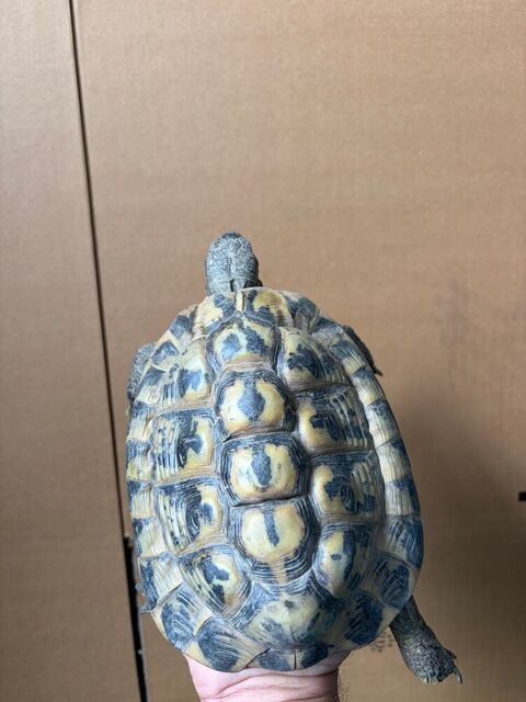 Tortue male 180 95400 Villiers-le-bel