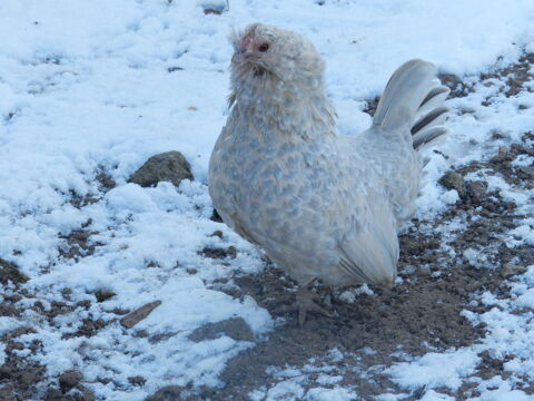 Coq et poules Barbu d'Anvers . 40 80860 Ponthoile