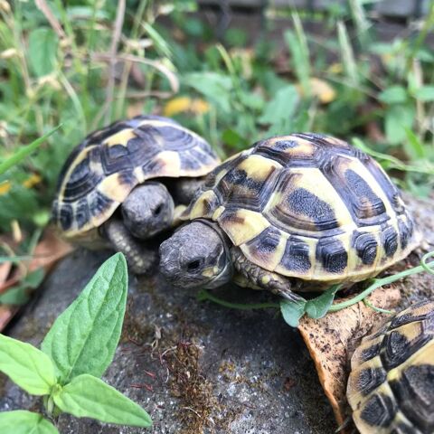 Tortue 1,2,3 ans Essonne ile de France 80 91620 La ville-du-bois