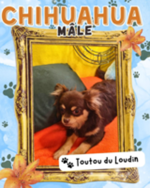   Chiot chihuahua mâle poils longs 