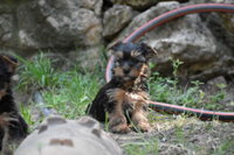   chiots yorkshire,york 