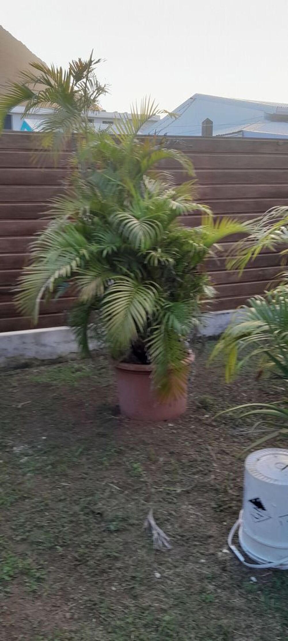 Multipliants palmier Jardin