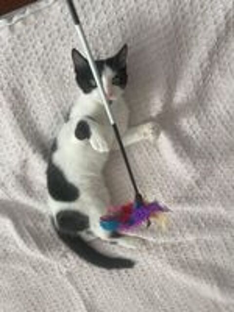   Arthur un amour de chaton 