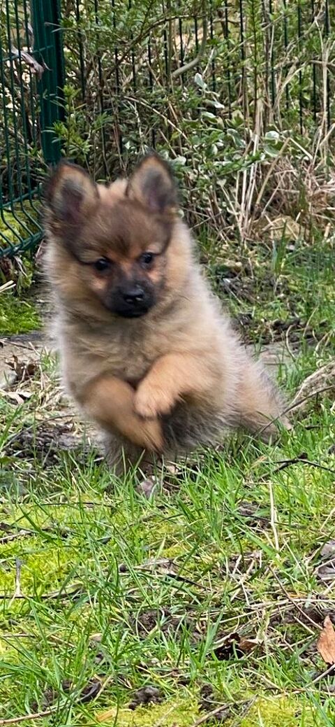 Chiots Spitz disponible 1300 25110 Hyvre-magny
