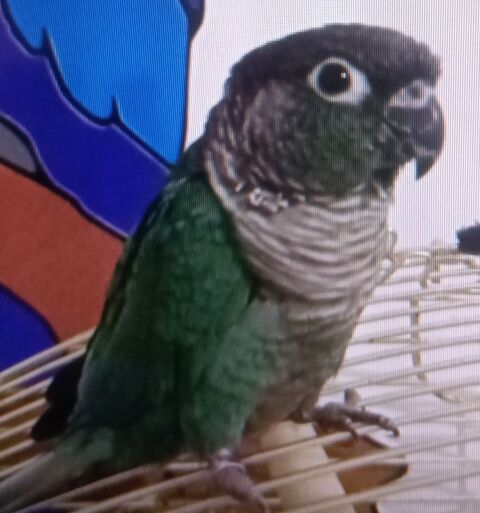 Recherche femelle conure molinae 0 33210 Langon