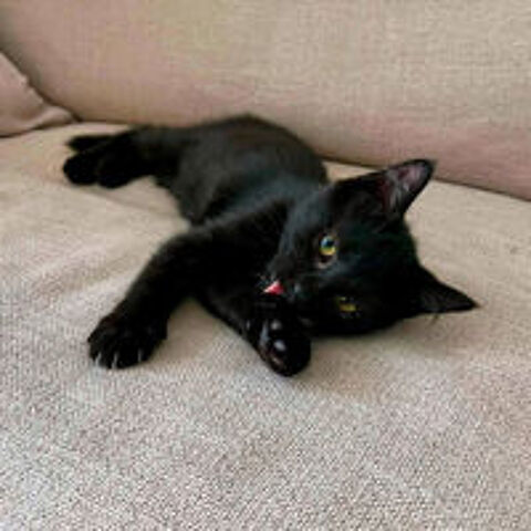   BAGHEERA 
