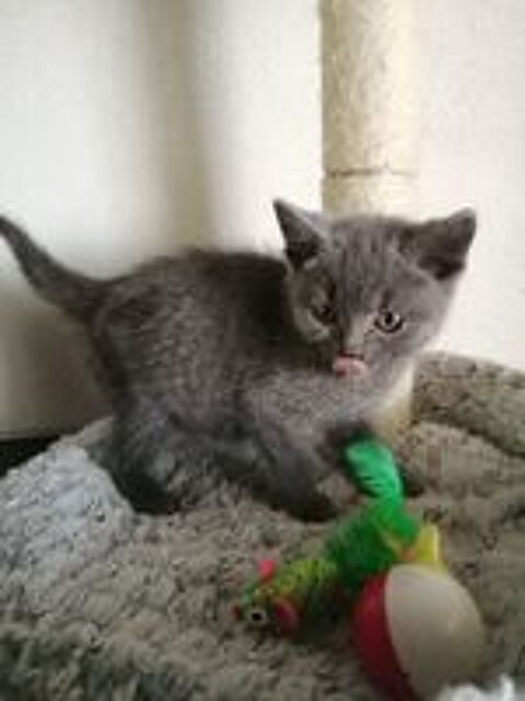   A réserver chatons Chartreux LOOF 