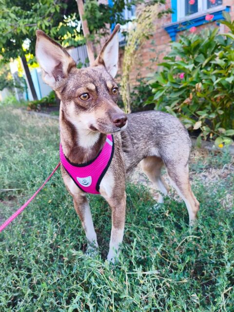 A L'ADOPTION CHARA 0 75018 Paris