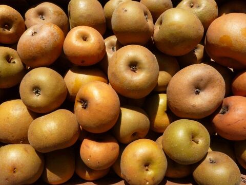 pommes bio de mon jardin 1 Fublaines (77)