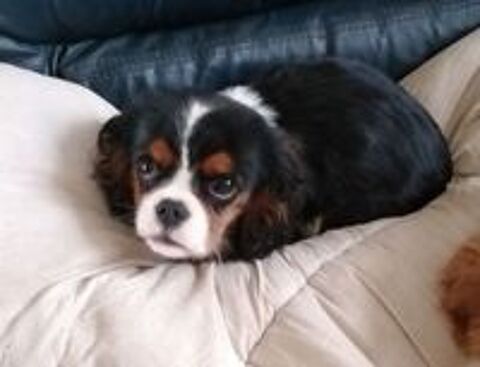   Chiots cavalier king Charles  