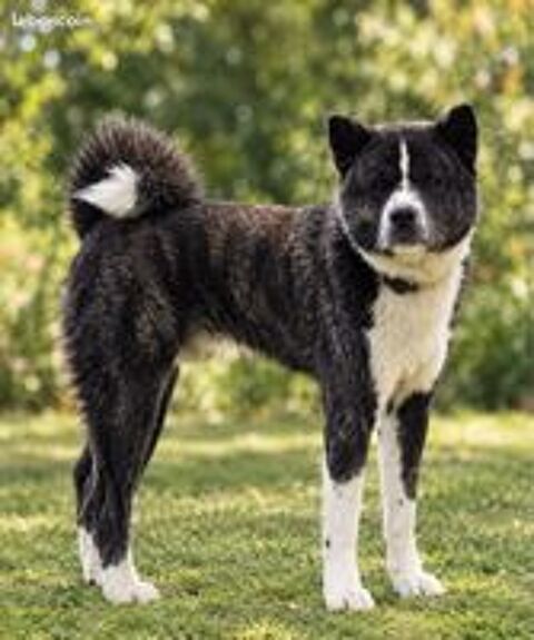   🐾💙 saillie akita inu lof – akio – mâle bringé bleu rare – confirmé – testé adn – prestigieuses origines 🏆✨ 