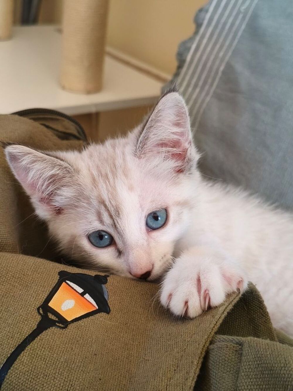   2 chatons F de 3 mois   