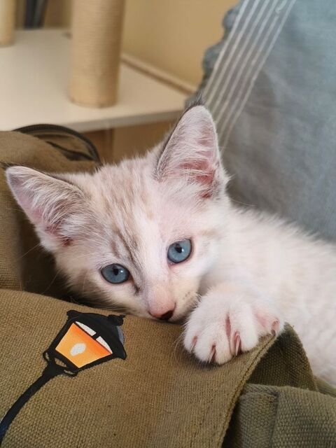 2 chatons F de 3 mois 0 24100 Bergerac