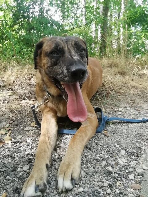 Chien BRETZEL &agrave; l adoption 350 26400 Allex