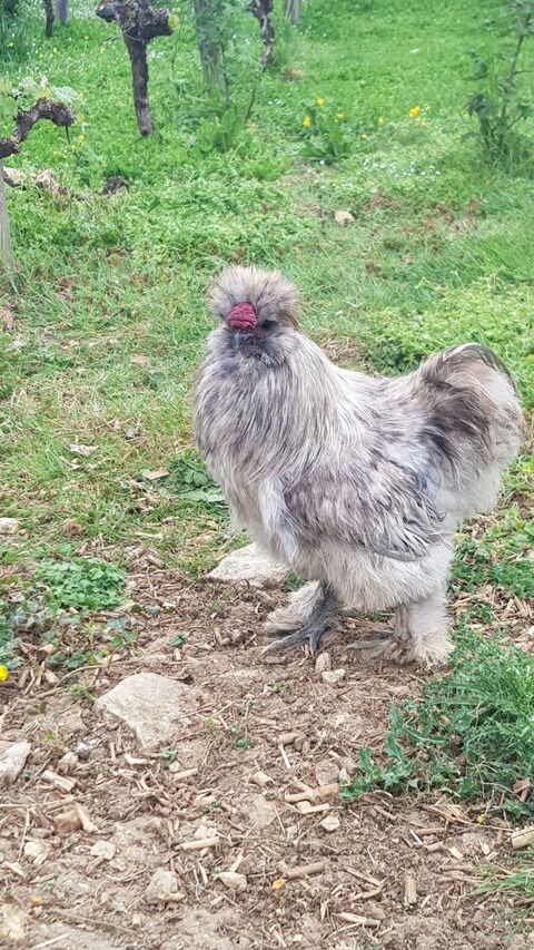 Coq soie silkie  15 86800 Lavoux