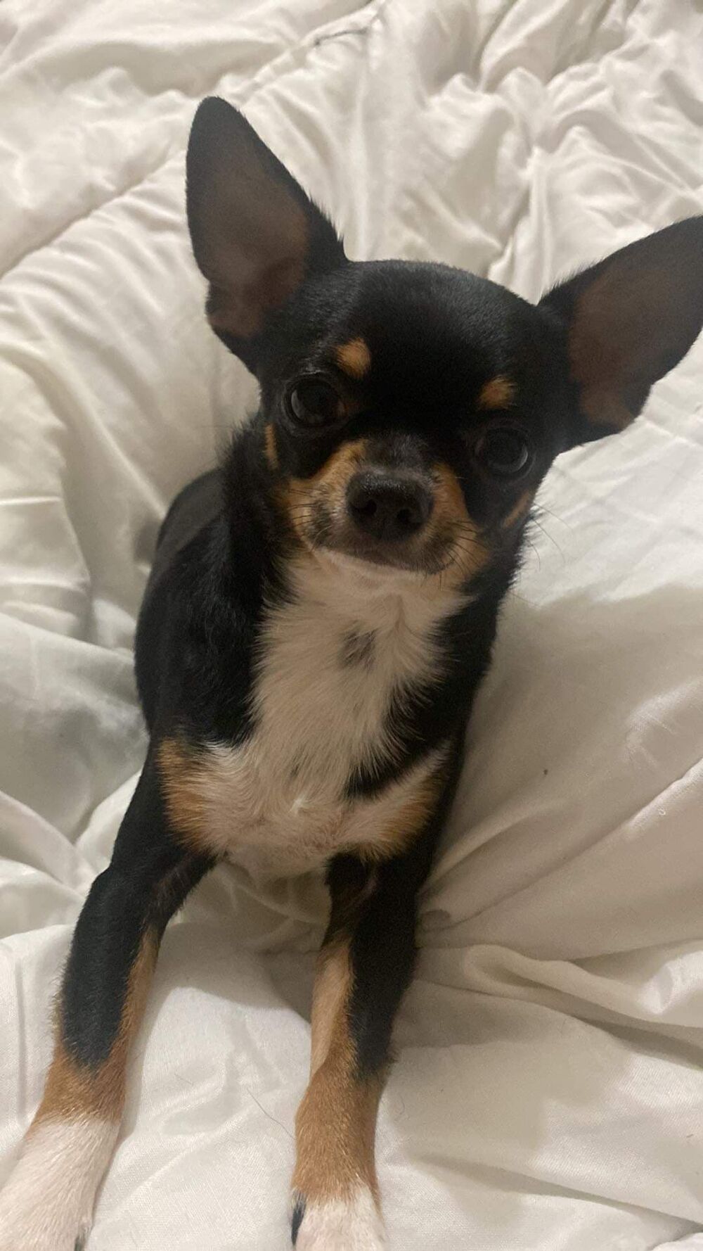   Saillie Chihuahua mle tricolore 2,2 kg LOF confirm (+ADN)  
