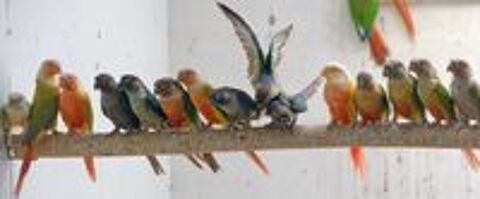   pyrrhura molinae / conure 