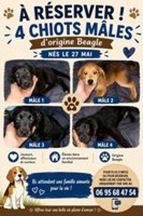   Don :  petits chiots recherche famille aimante 