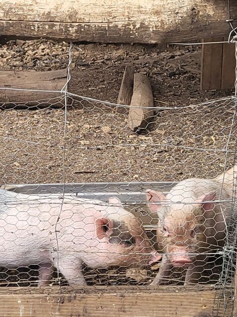 cochon nain 50 79120 Mess