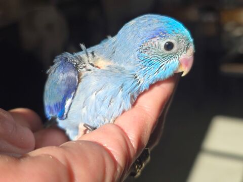 Mini perroquet toui c&eacute;leste m&acirc;les et femelles eam 150 77240 Vert-saint-denis