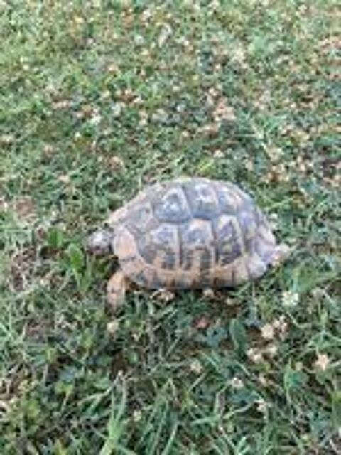   Tortue femelle adulte Greaca 