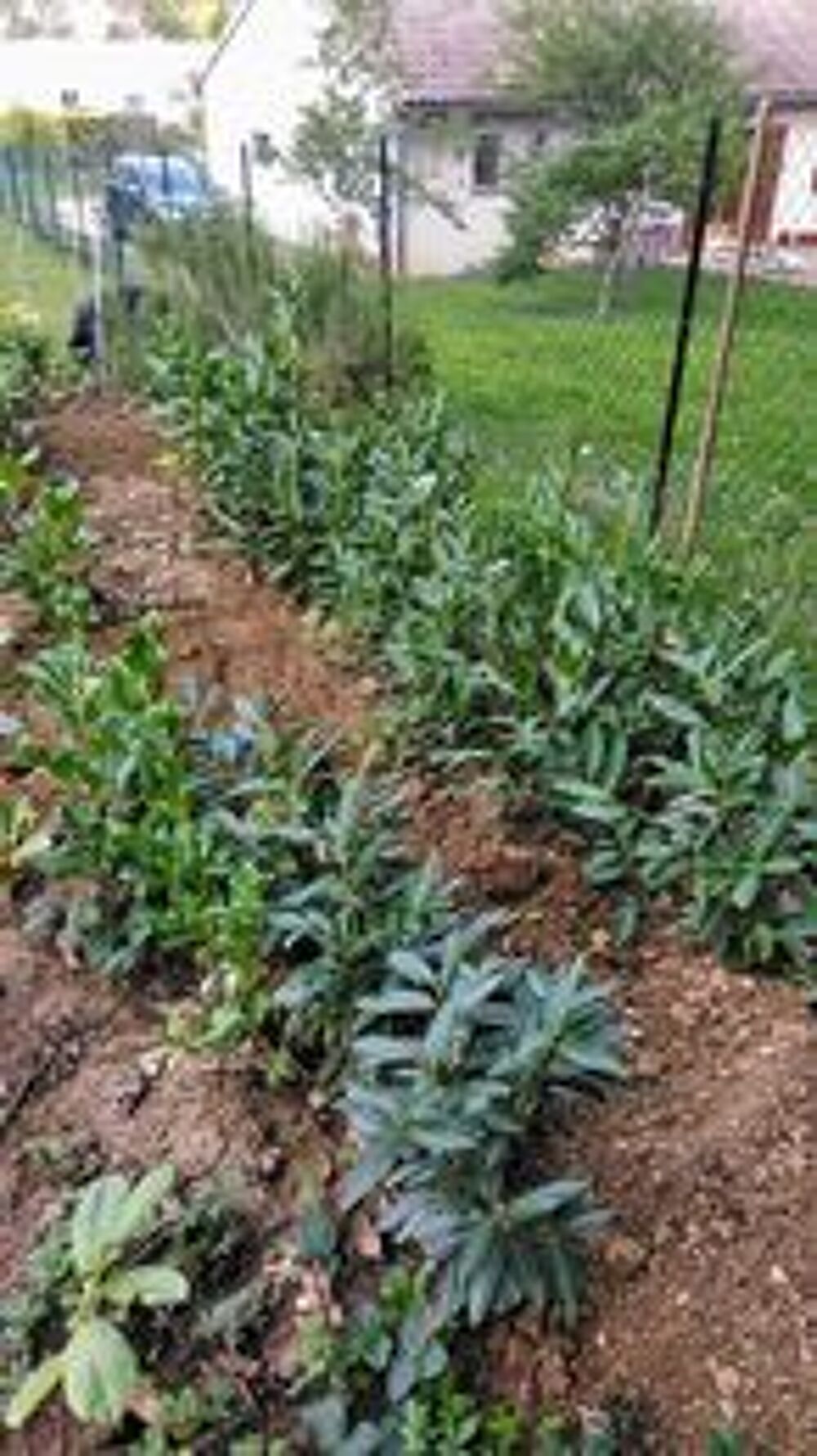 lauriers pour haie Jardin