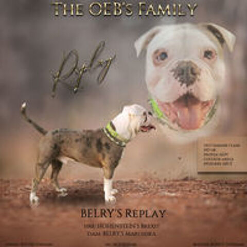   saillie old english bulldog 
